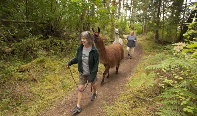 llamas llamas
