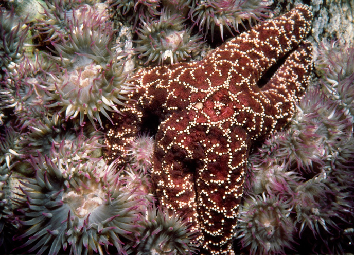 sea-stars sea-stars