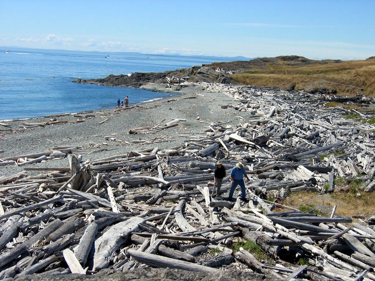 beach with blue skies, gray sand, and white driftwood