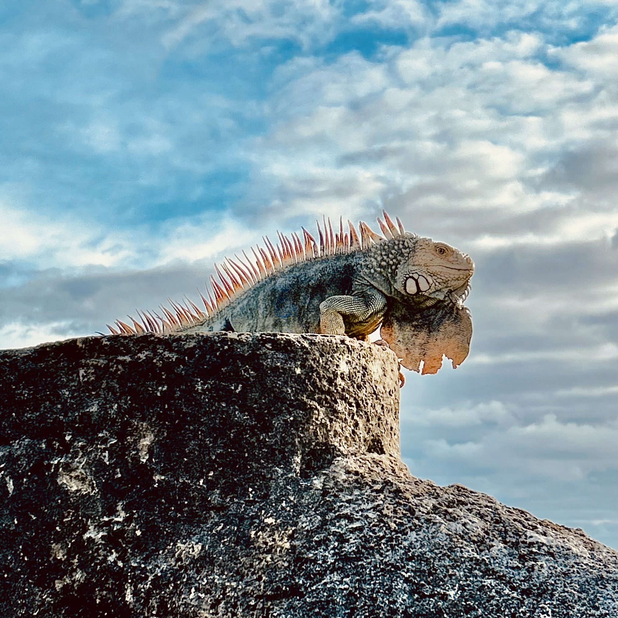 75728299593__0B9484AE-9C87-4F48-9968-743684F19F9D SAJU NPS Iguana in the Park