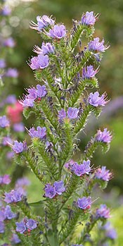 Viper bugloss, a plant with small blue flowers atop candy-cane shaped stems Viper bugloss, a plant with small blue flowers atop candy-cane shaped stems