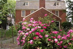 a rose bush in full bloom behind the Derby House a rose bush in full bloom behind the Derby House