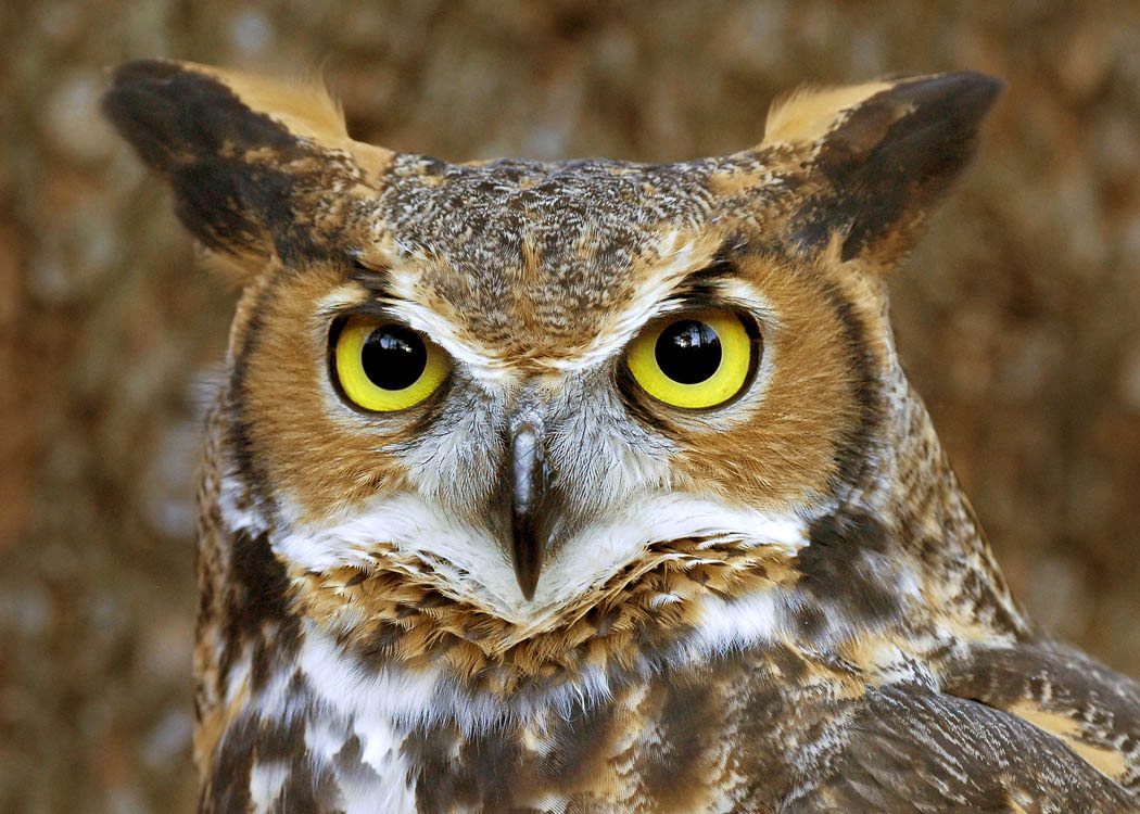 Great Horned Owl great horned owl face