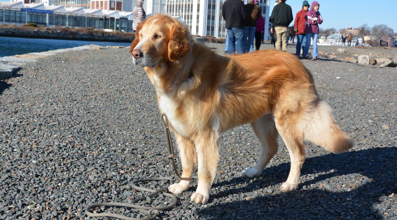 an adult red-brown dog stands on a gravel path next to the harbor with people in distance