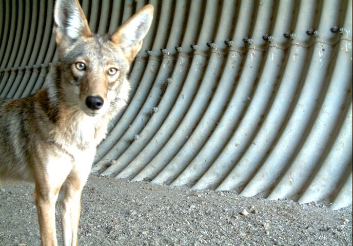 A coyote in a large culvert stares at the remote wildlife camera