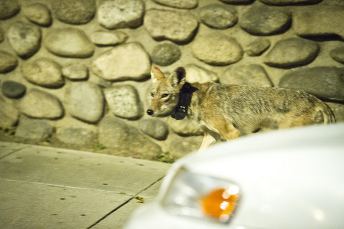 C-144 walks near downtown Los Angeles after midnight on July 16, 2015. | Photo: National Park Service