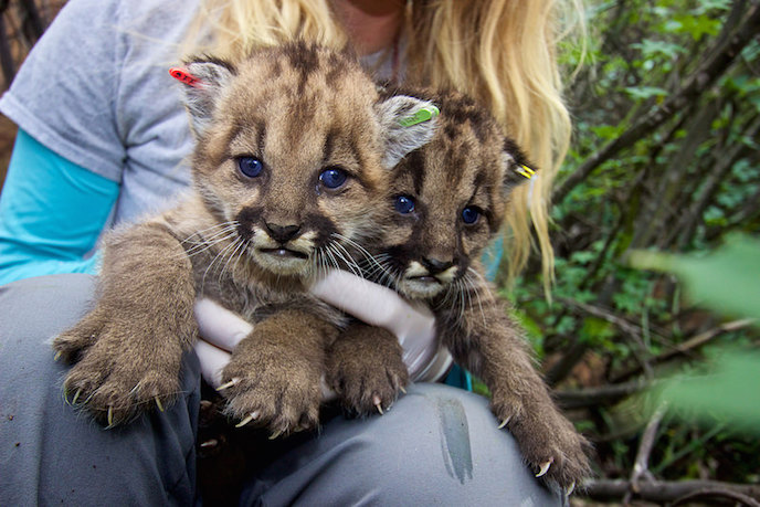 Mountain lion kittens P-36 and P-37.