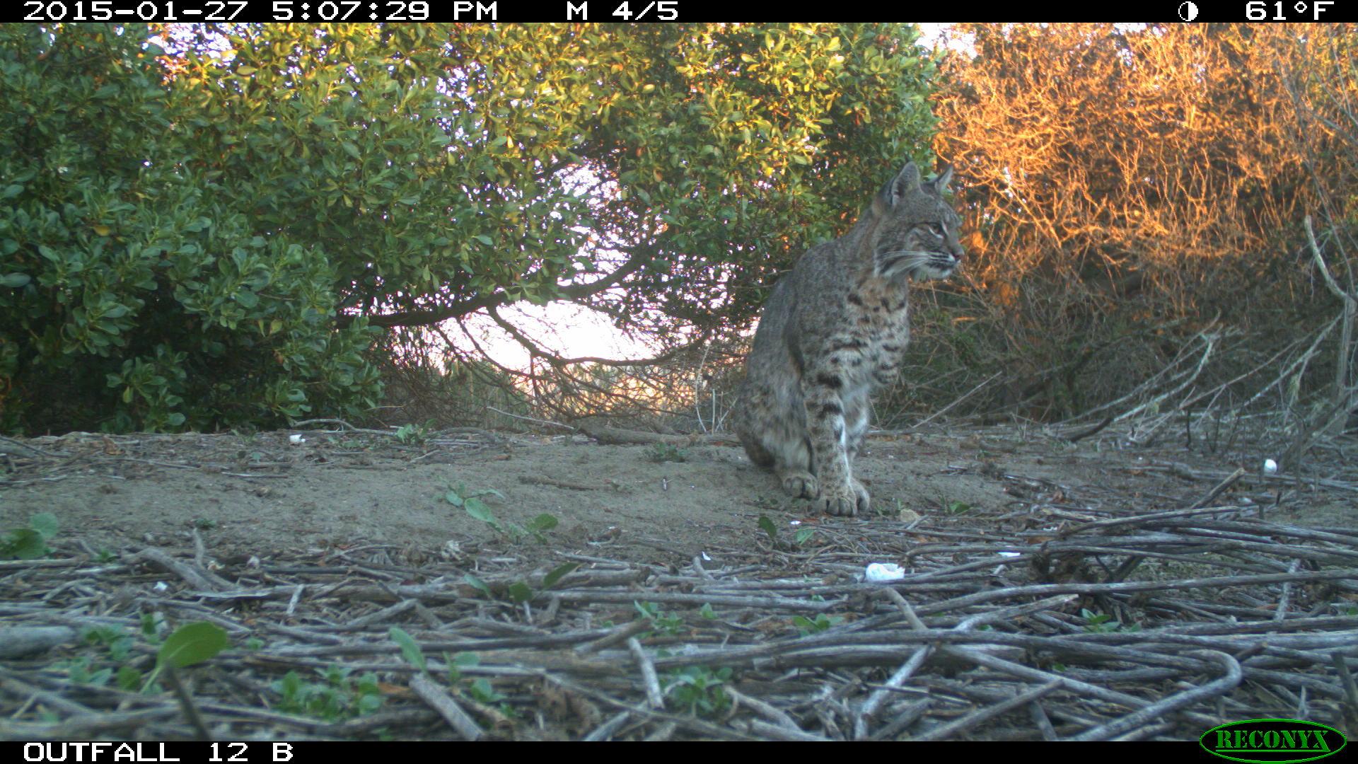 B-337 is a three-legged bobcat living in the western Santa Monica Mountains.