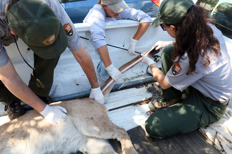 National Park Service biologists perform measurements during P-32's necropsy. 