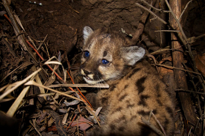 Mountain Lion Kitten