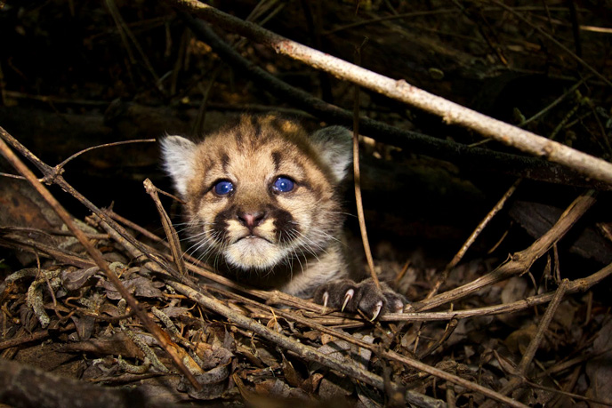 Mountain Lion Kitten