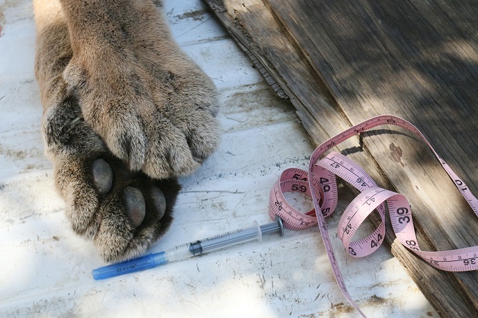 P32 Paws P32 Paws