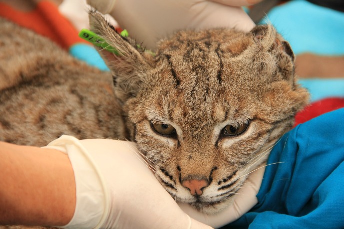 Kitten B-336 is missing an ear. Kitten B-336 is missing an ear.