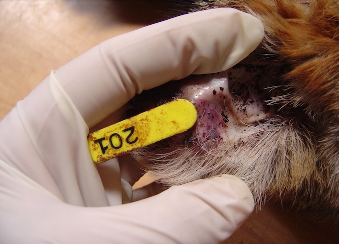 GF-29’s ear shows signs of external bleeding and bruising. Anticoagulant rodenticides interfere with blood clotting. | Photo: National Park Service