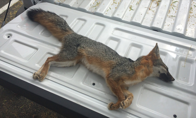 A local resident discovered this gray fox and reported it to our biologists. | Photo: National Park Service