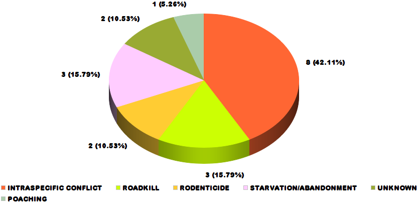 Pie chart of mountain lion deaths over the past decade. Poaching 1, Unknown 2, Starvation/Abandonment 3, Rodenticide 2, Roadkill 3, Intraspecific conflict 8