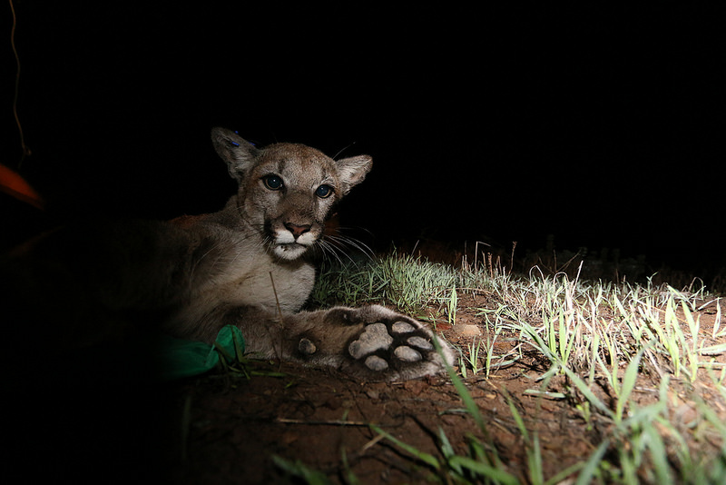 P-34 waking up after being collared by National Park Service researchers in December of 2014.