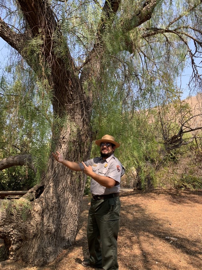 Ranger in uniform next to a tree.