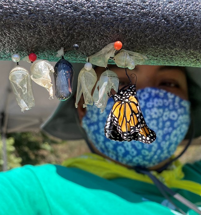 Youth holding foam with a monarch butterfly and empty cocoons.