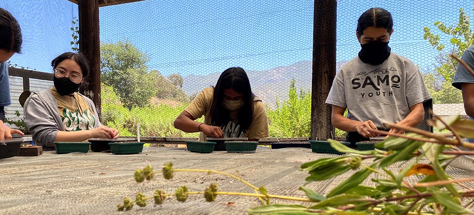 Youth standing at a mesh covered table cleaning seeds into black tupperware.