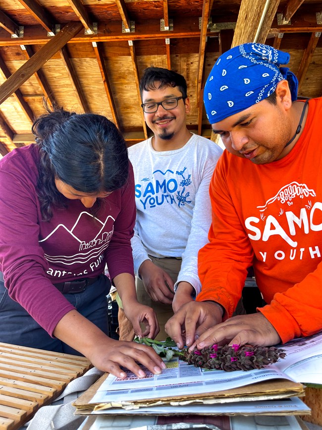 Three SAMO Youth pressing a native flower in newspaper.