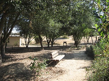 Park landscape AFTER defensible space treatment.