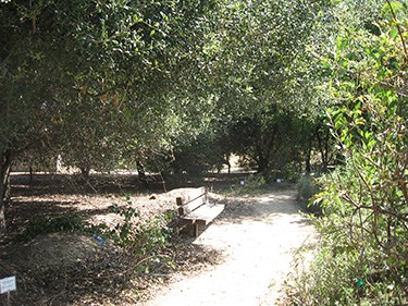 Park landscape before defensible space treatments.