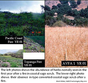 The left photos shows the abundance of herbs normally seen in the first year after a fire in coastal sage scrub. The lower right photo shows their absence in type converted coastal sage scrub after a fire.