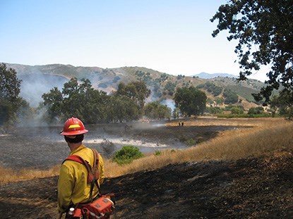 A firefighter looks over burned vegetation during a wildland fire.