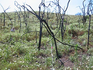 A patch of burned foliage with green grass re-sprouting.