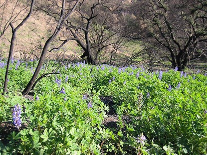 Lupine blooms post fire in the Santa Monica Mountains.