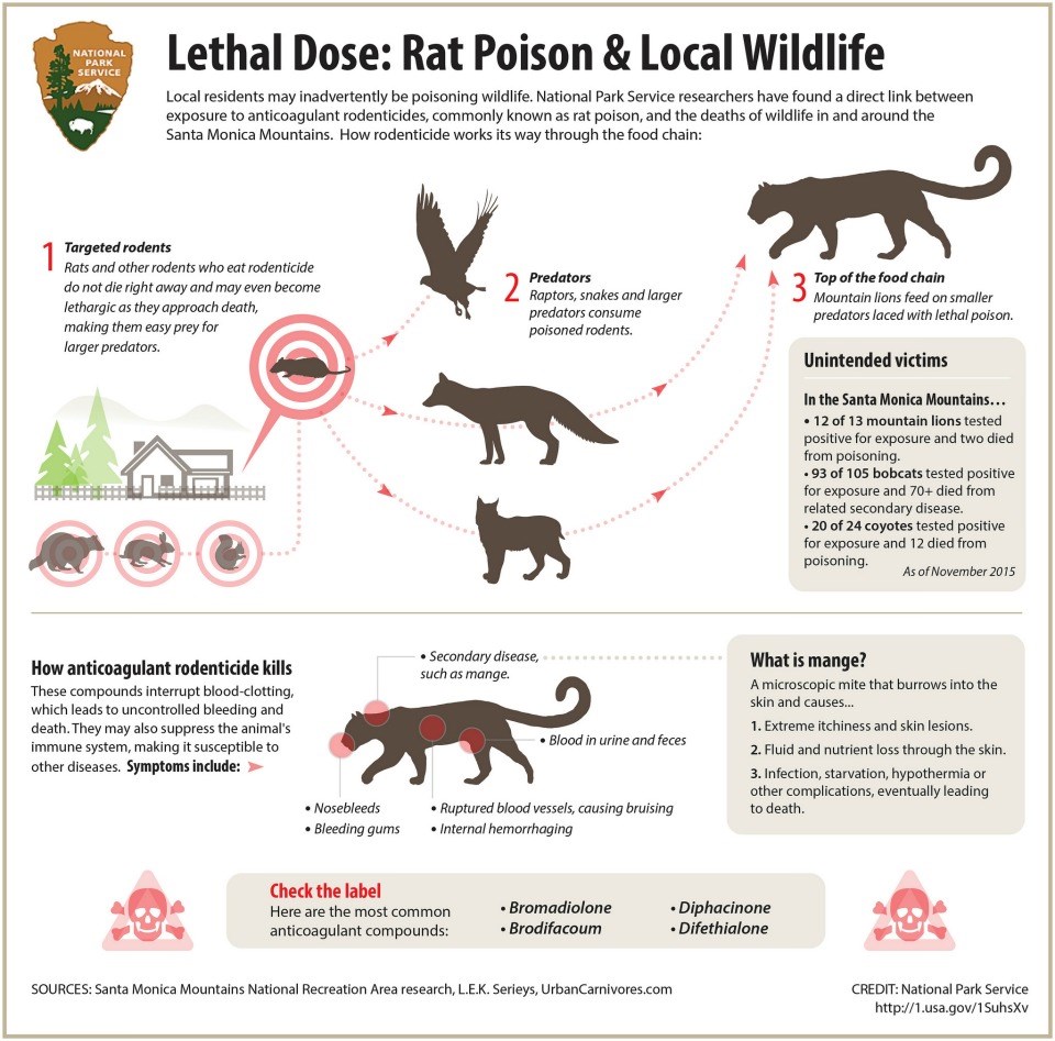 Shows how anticoagulant rodenticide, commonly known as rat poison, can work its way up the food chain. Shows how anticoagulant rodenticide, commonly known as rat poison, can work its way up the food chain.