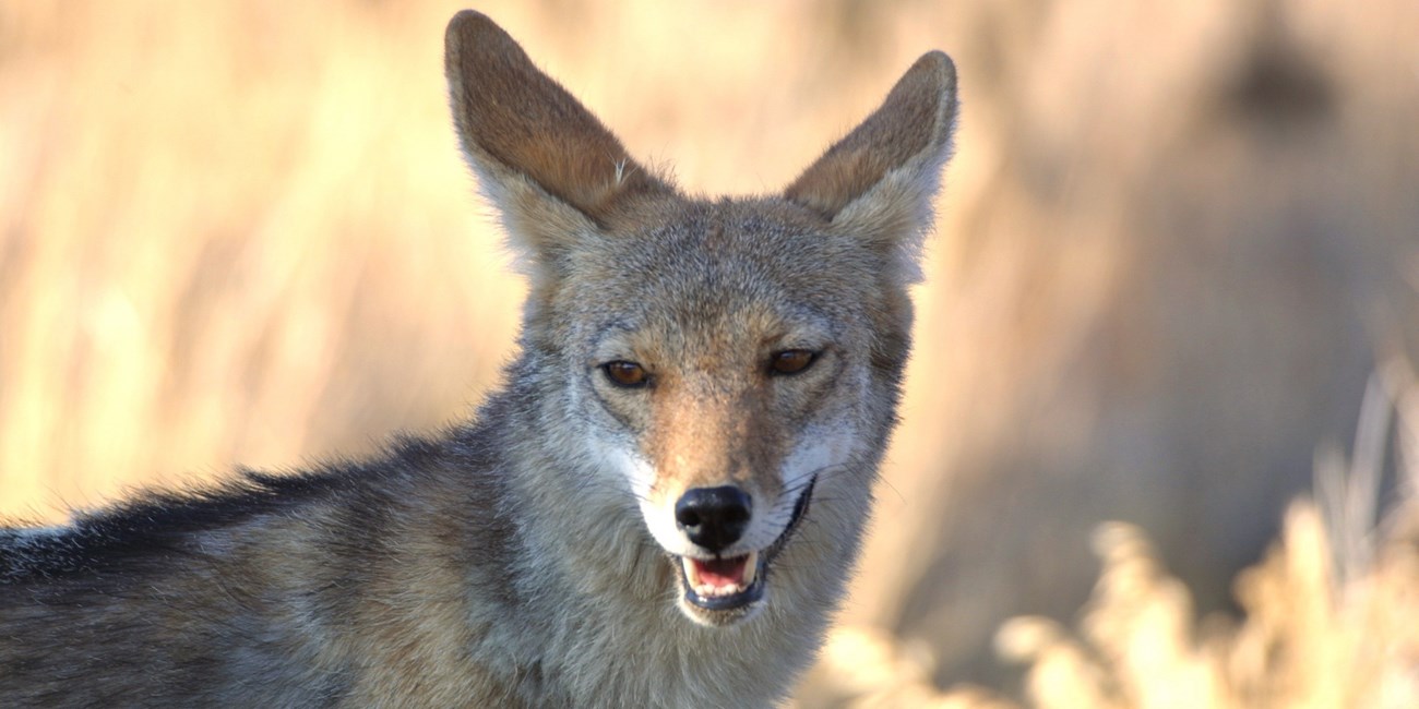 A close-up photo of a coyote in a field.