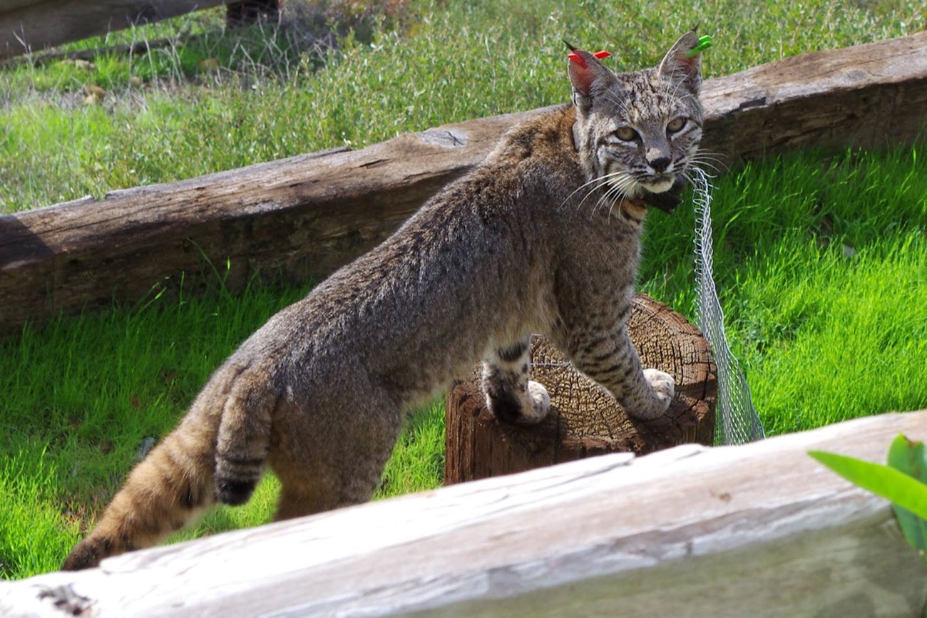 Backyard bobcat santa monica mountains