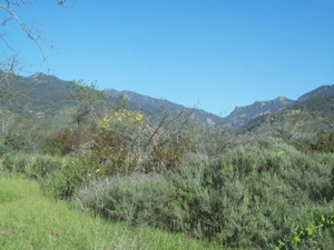 Dense chaparral covers the hillside and provides habitat for native animals.