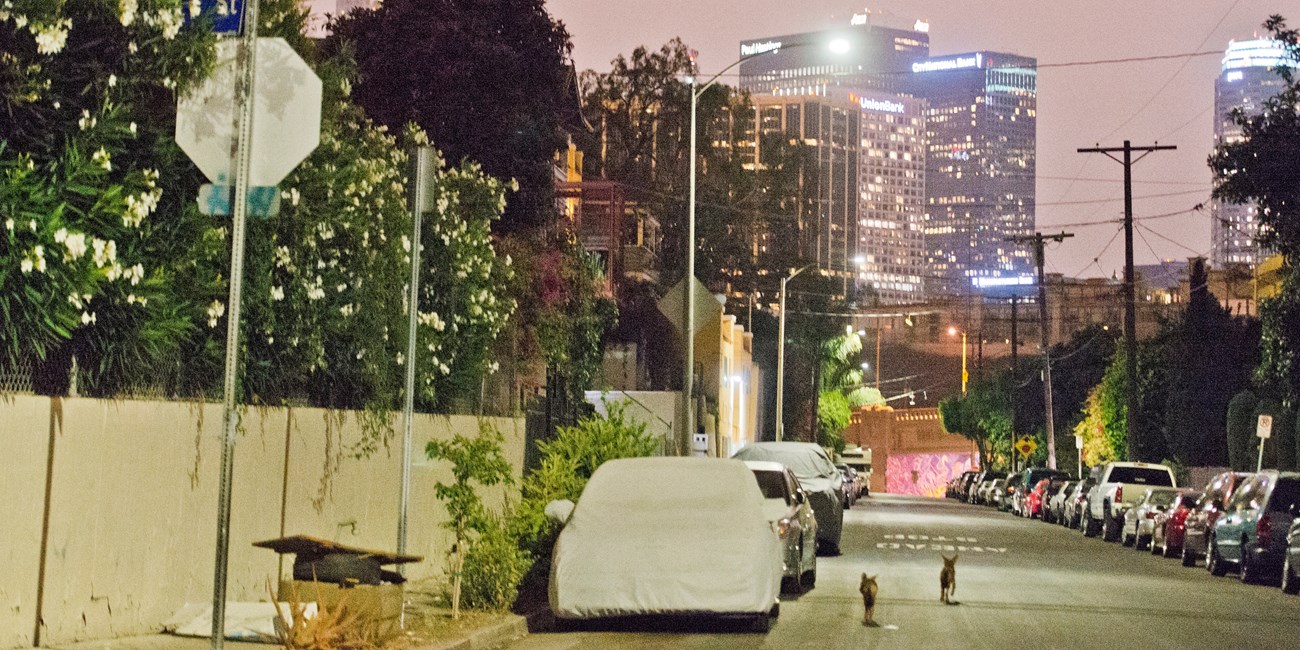 Two coyote pups run down a neighborhood street near downtown Los Angeles.