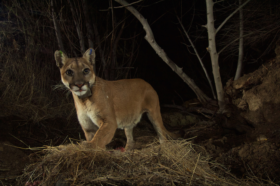 Lions in the Santa Monica Mountains 