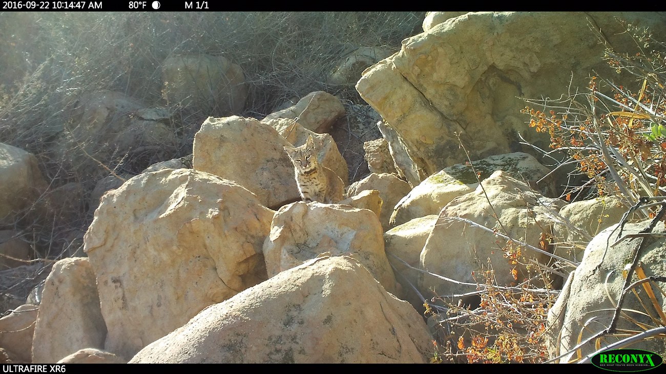 Bobcat on rocks