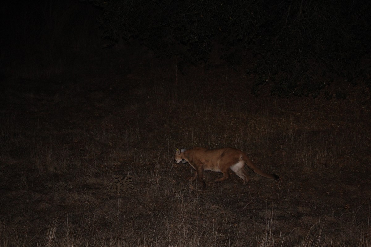 cougar, mountain lion, puma cougar, mountain lion, puma