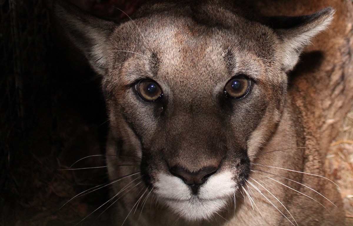 cougar, mountain lion, puma cougar, mountain lion, puma