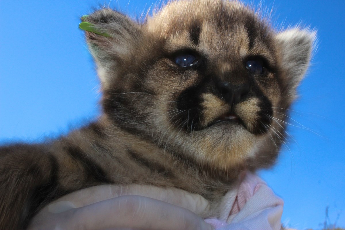 Offspring of P-62 mountain lion, kitten, cougar