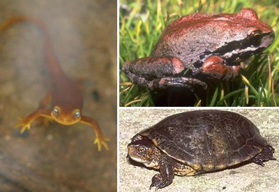 Left: California Newt, NPS photo Top Right: Baja California Tree Frog, NPS photo Bottom Right: Western Pond Turtle, USGS photo