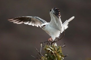 A White-tailed Kite raises its wings on a perch.