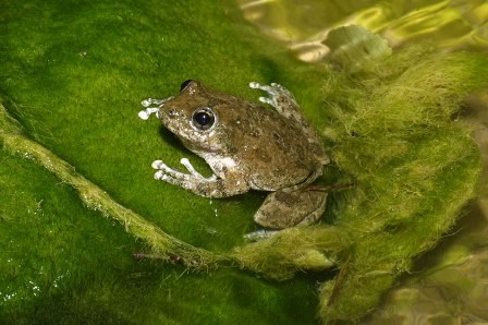 California Treefrog California Treefrog