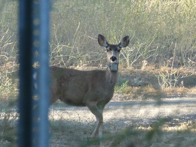 A collard and ear tagged mule deer looking towards the camera with a grassy background and metal pole in foreground.