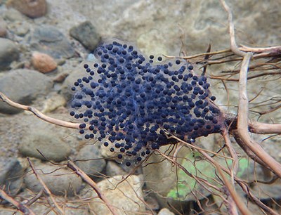 A California red-legged frog egg mass underwater.