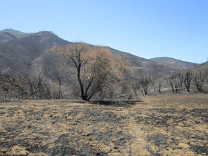 After the Springs Fire (2013) a lone Elderberry clings on to scorched leaves, providing minimal protection for birds to find sanctuary in.