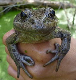 A researcher holds an adult California red-legged frog in hand.