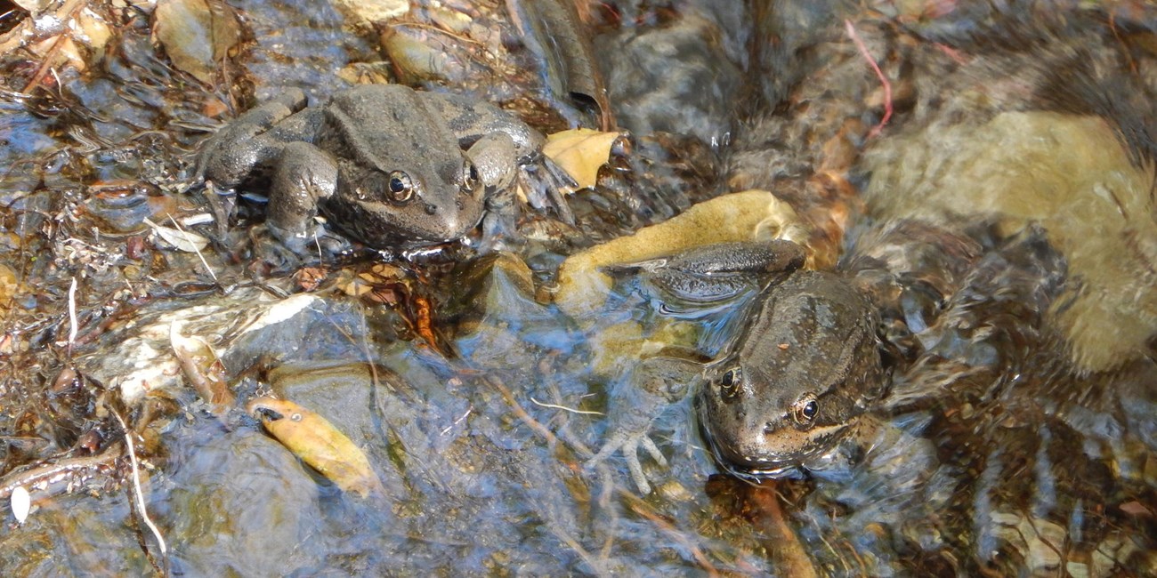 Two adult California red-legged frogs in a shallow stream.