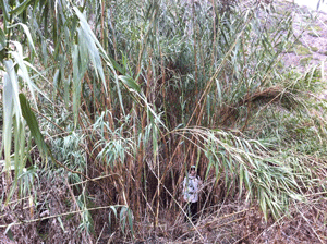 Invasive Giant Cane thrives and depletes resources for native plants in many areas of the Santa Monica Mountains.